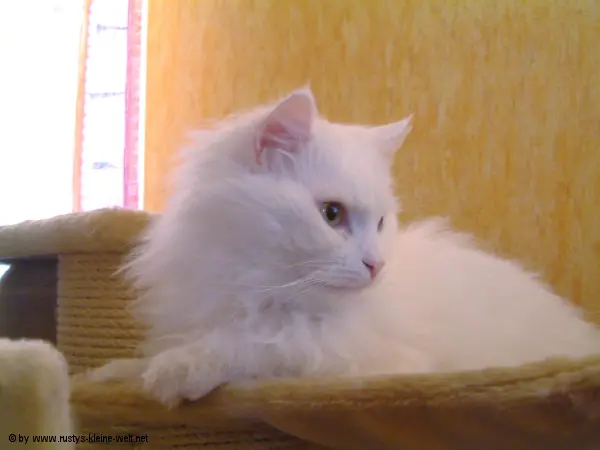 Bild von Rambo