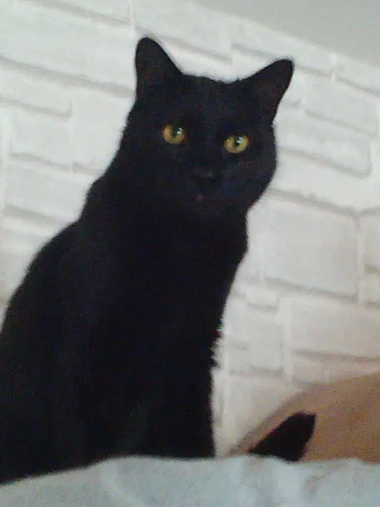 Bild von Teddy