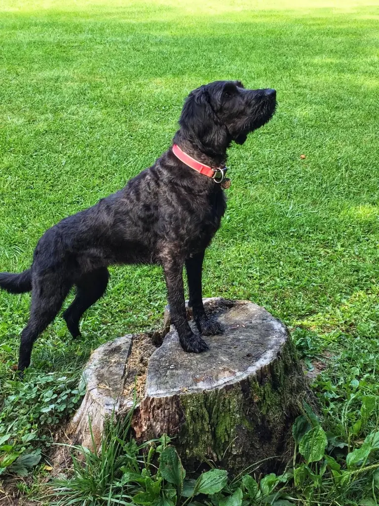 Condolence image of Ruby