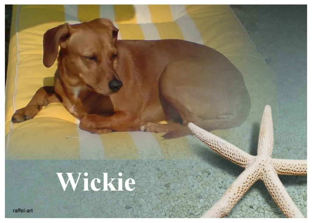 Image from Wickie