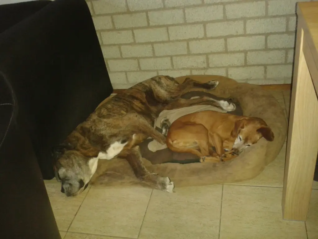 Image from Wickie