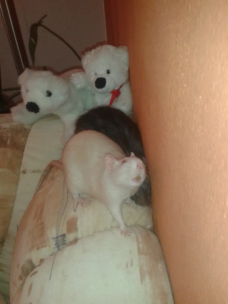 Image from Elli