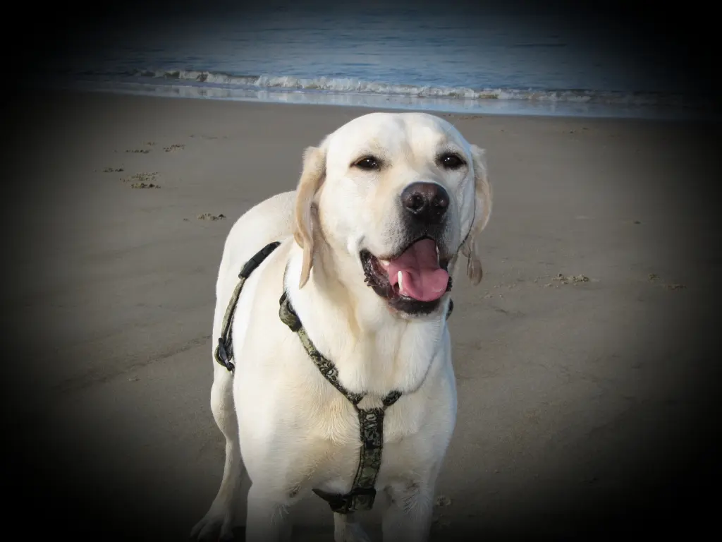 Andachtsbild von Andrea