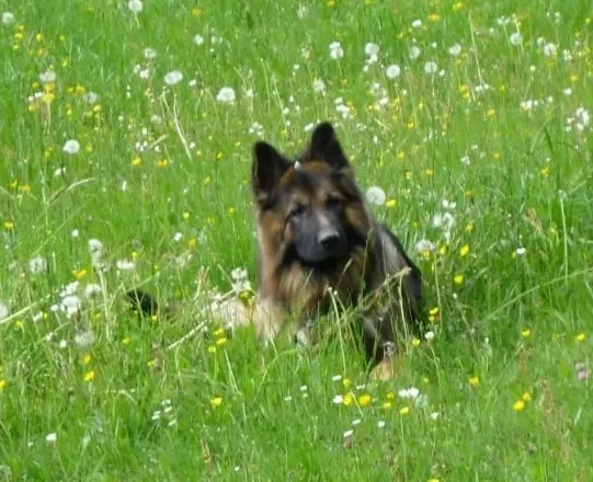Condolence image of Birgit