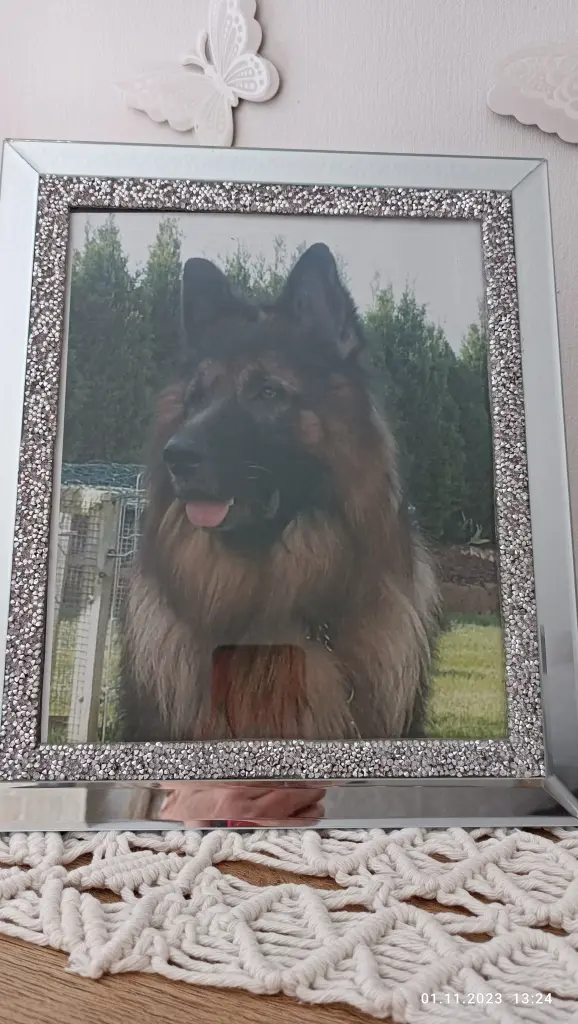 Condolence image of Frauchen
