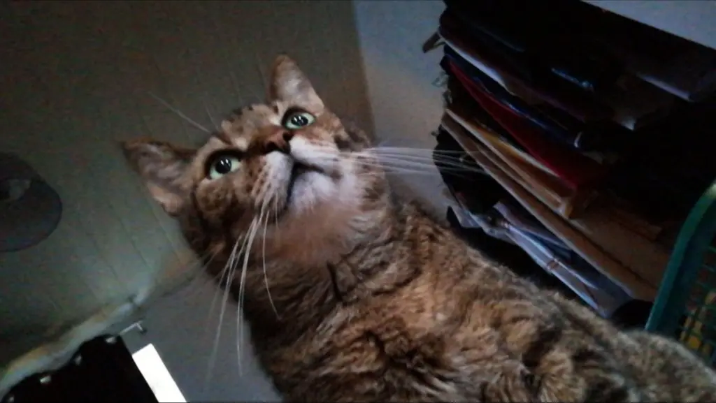 Image from Brownie