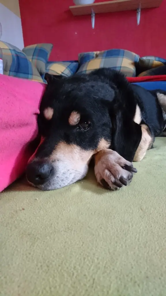 Condolence image of Jule
