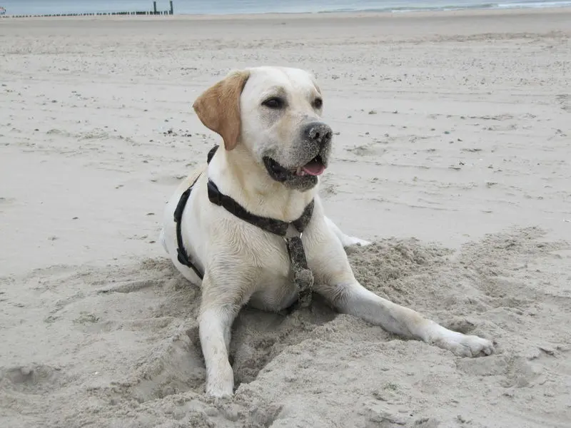 Andachtsbild von Andrea