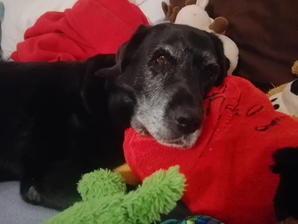 Andachtsbild von Marion mit Kira und Chicca für immer und ewig im Herzen♥