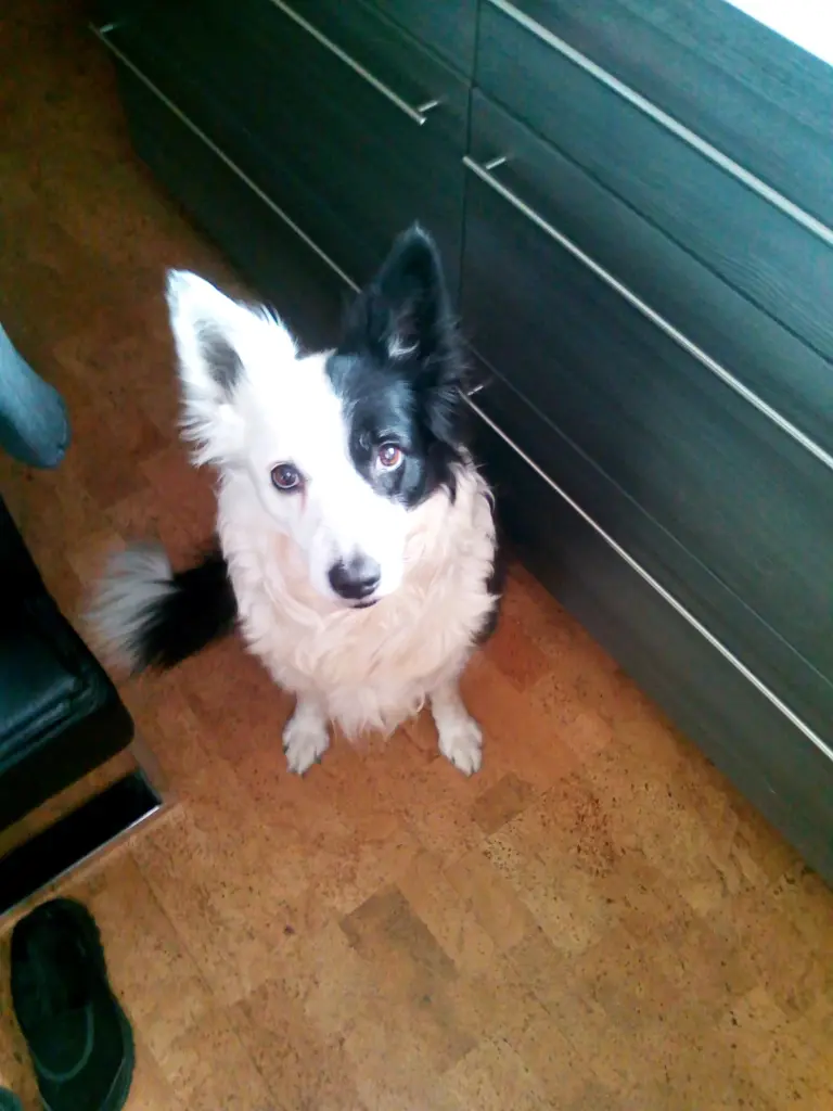 Image from Trixi