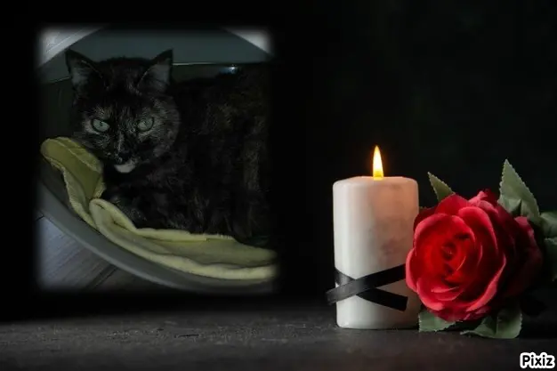 Condolence image of Tanja mit Timmy im Herzen 