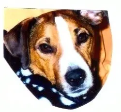 Condolence image of Paul mit Seelenhund " Spiky " 19. Juni 2023