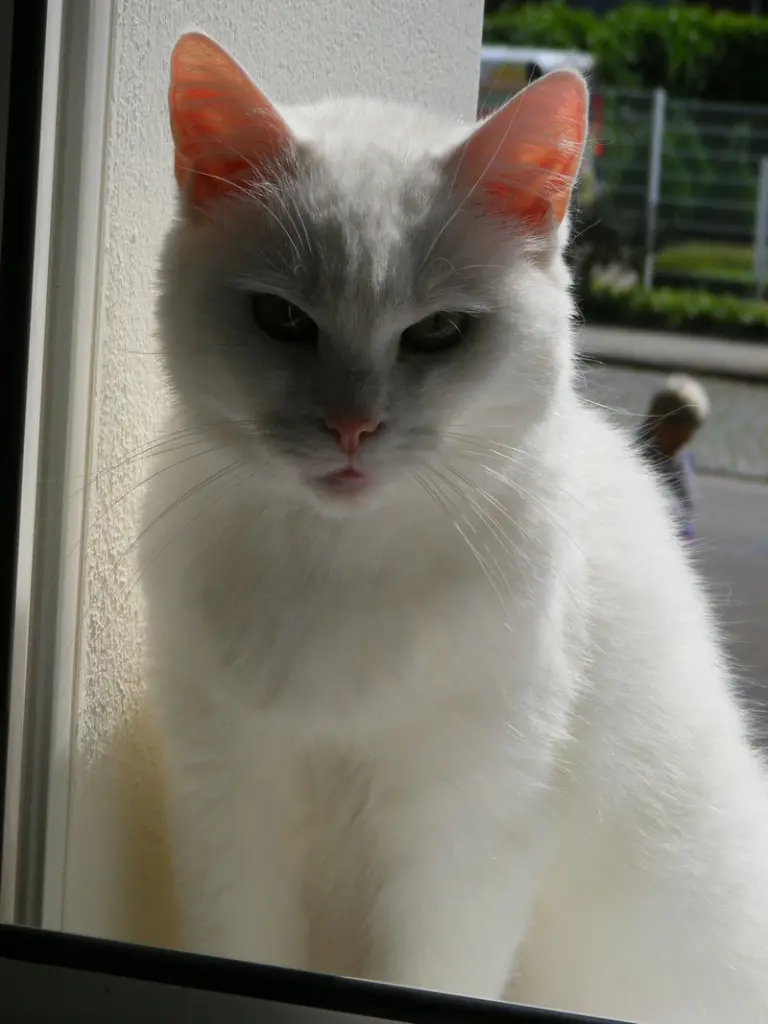 Condolence image of Thomas