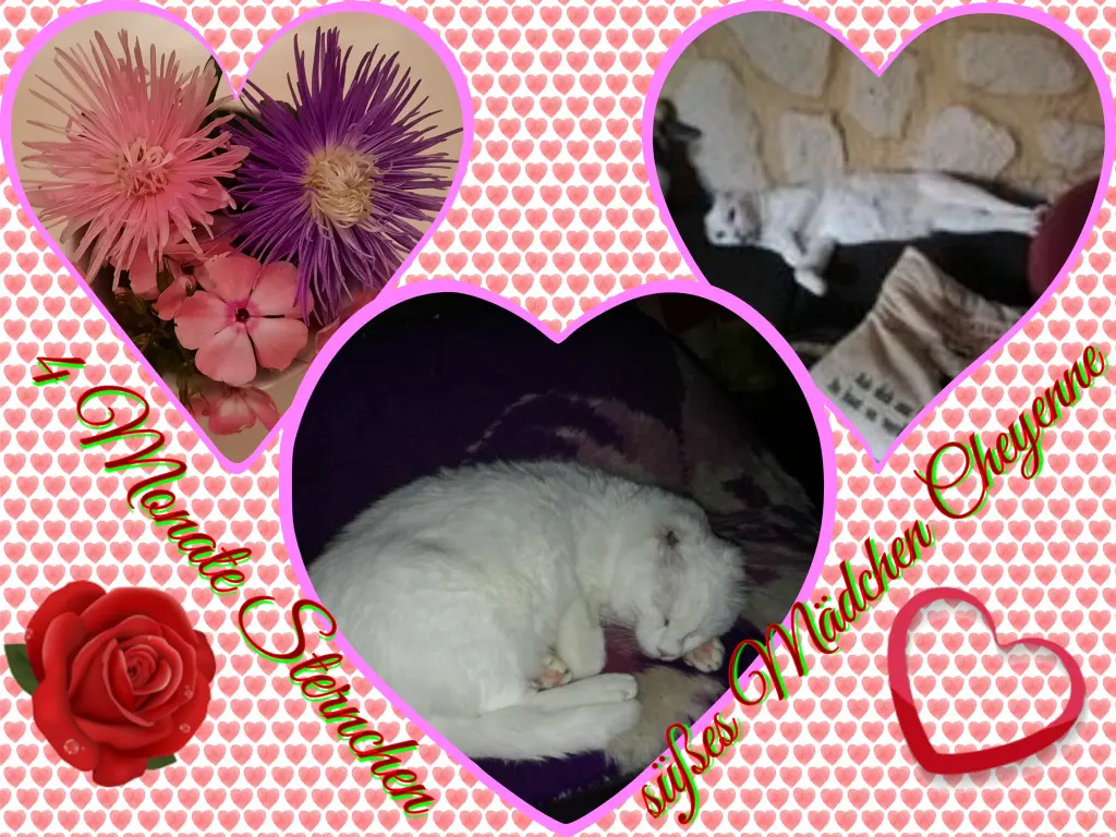 Condolence image of Eike und Edeltraud mit Mulle, Miezi, Jonny, Felix, Lemmi und Tommi tief im Herzen ❤❤❤❤❤❤