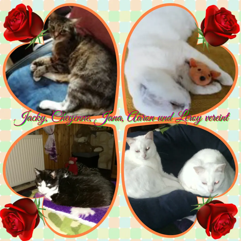 Condolence image of Eike und Edeltraud mit Mulle, Miezi, Jonny, Felix, Lemmi und Tommi tief im Herzen ❤❤❤❤❤❤