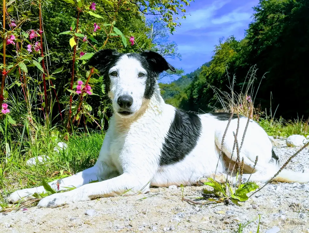 Image from Wuzzi