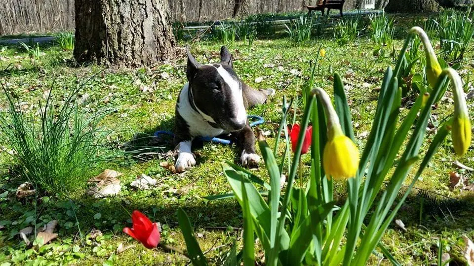 Image from Tyson