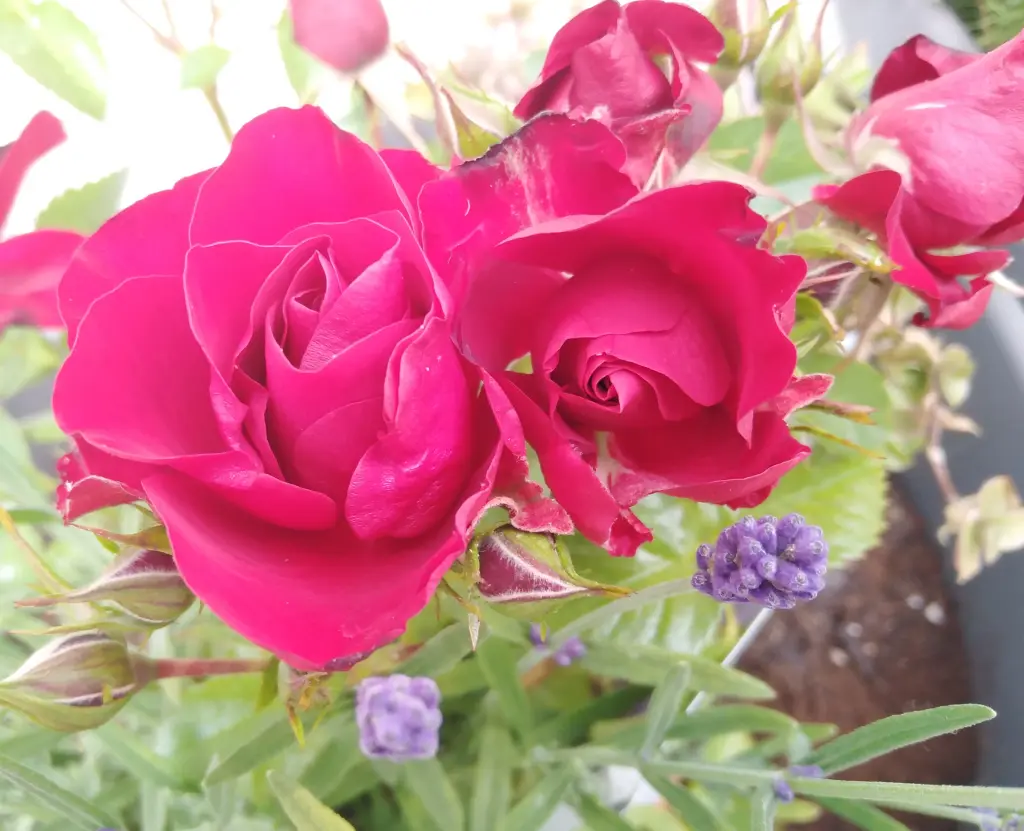 Andachtsbild von Susanne