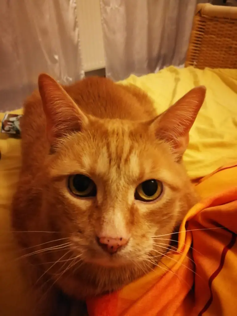 Image from Tigger