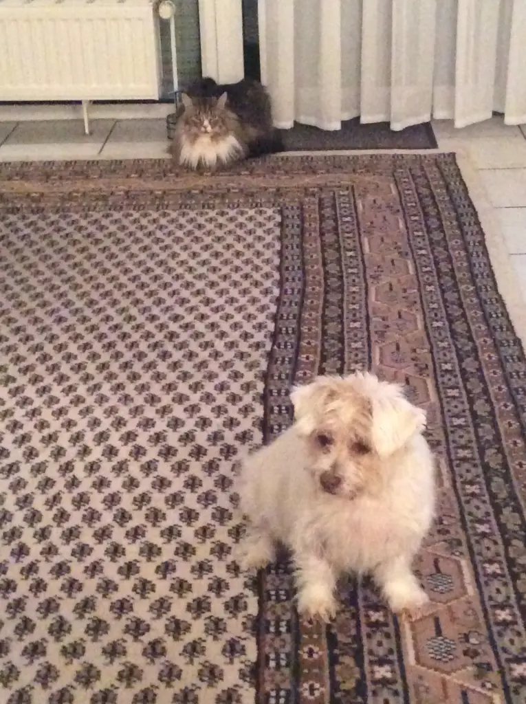 Image from MAXi