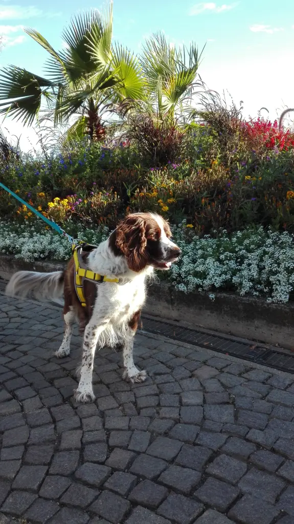 Image from Cookie