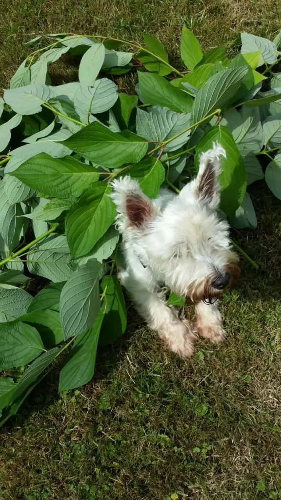 Image from Timmy