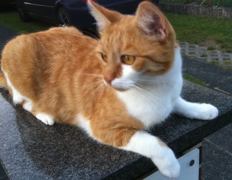 Image from Stinker