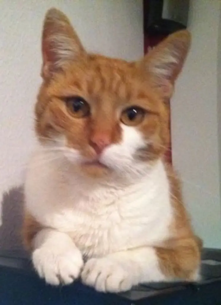 Image from Stinker