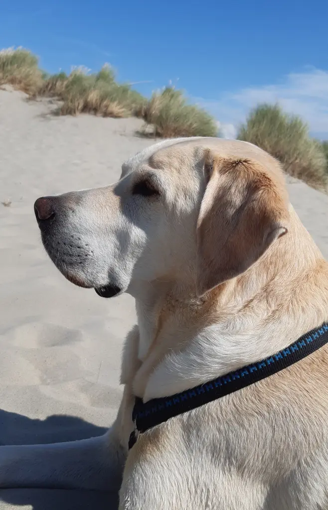 Andachtsbild von Andrea