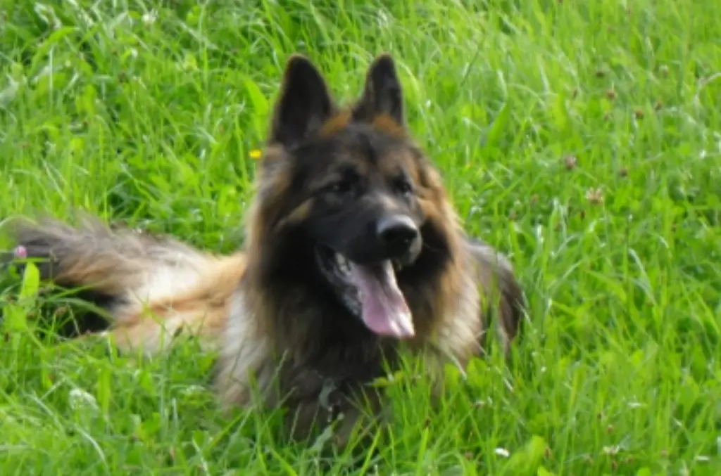 Condolence image of Birgit