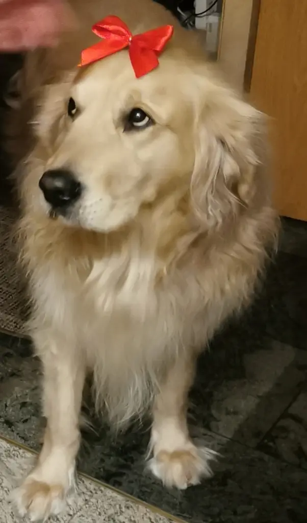 Condolence image of Heike