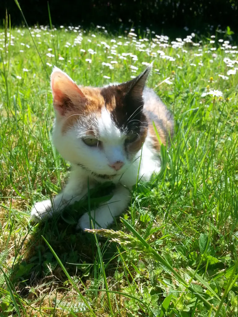 Condolence image of Heinz