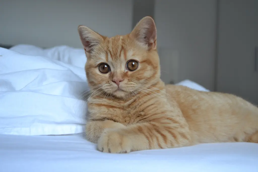 Condolence image of Kimberly und im Herzen Tigger