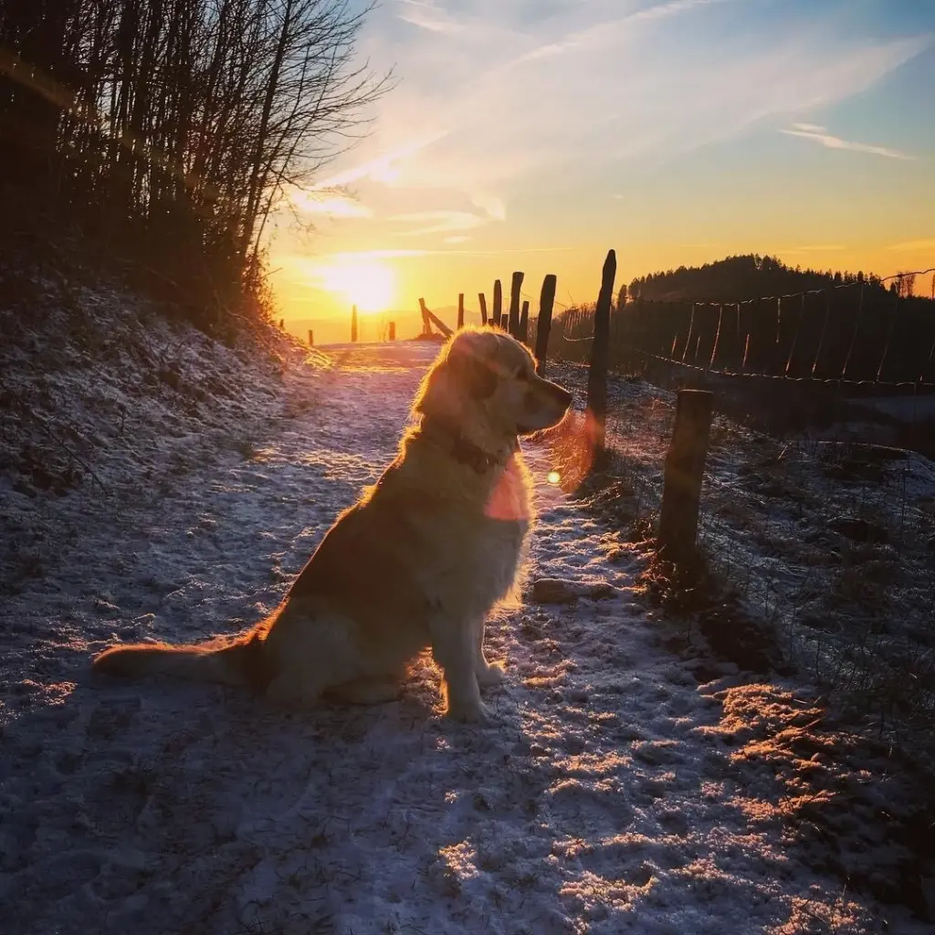 Image from Balou