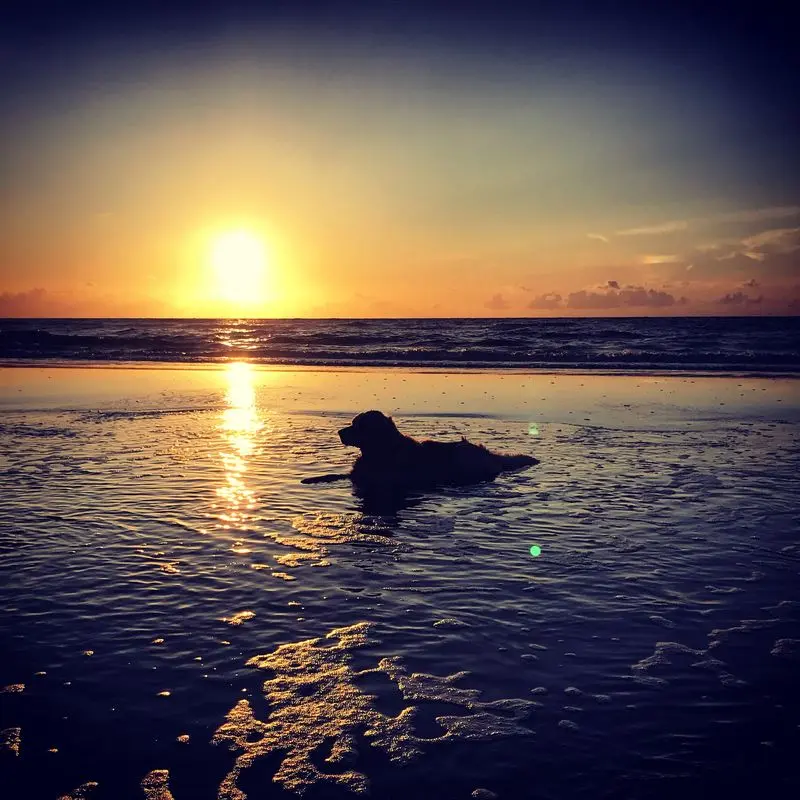 Image from Balou