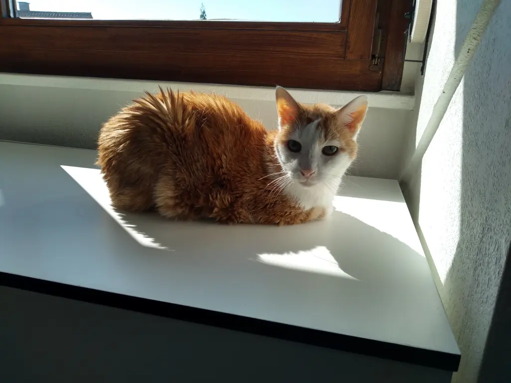 Image from Bino