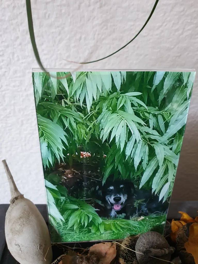 Image from Frodo