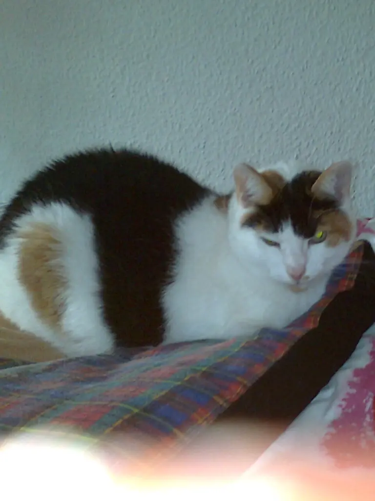 Andachtsbild von Alexandra und Missy