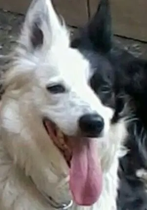 Condolence image of Ramona und Trixi