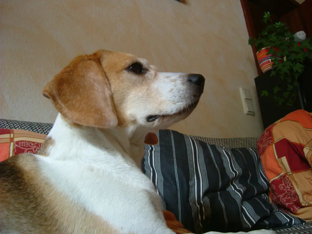 Image from Tiffy