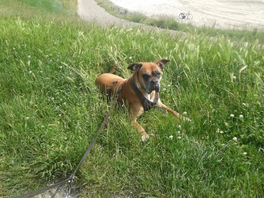 Image from Liena