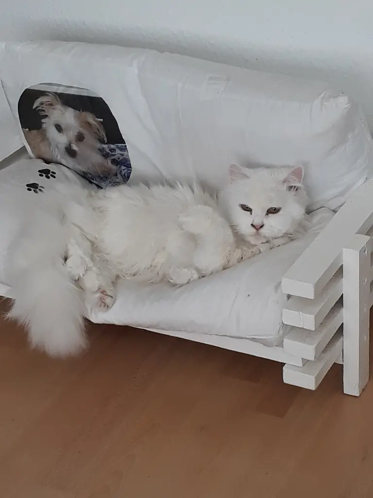 Image from Kitty