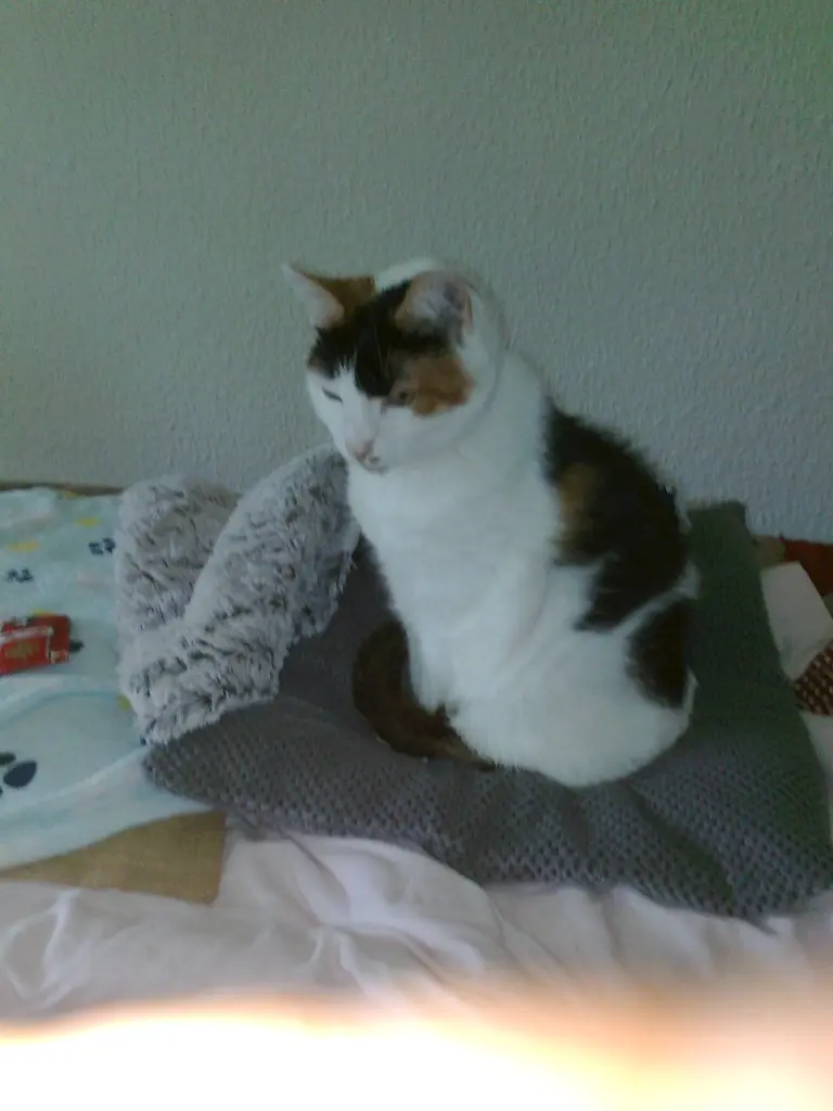 Andachtsbild von Alexandra und Missy