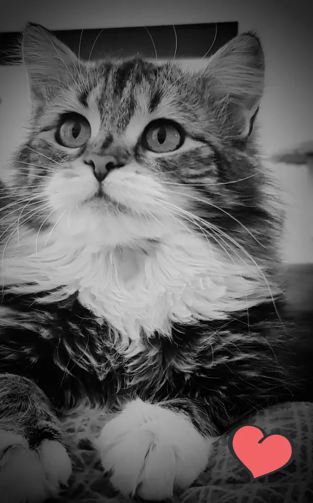 Bild von Molly