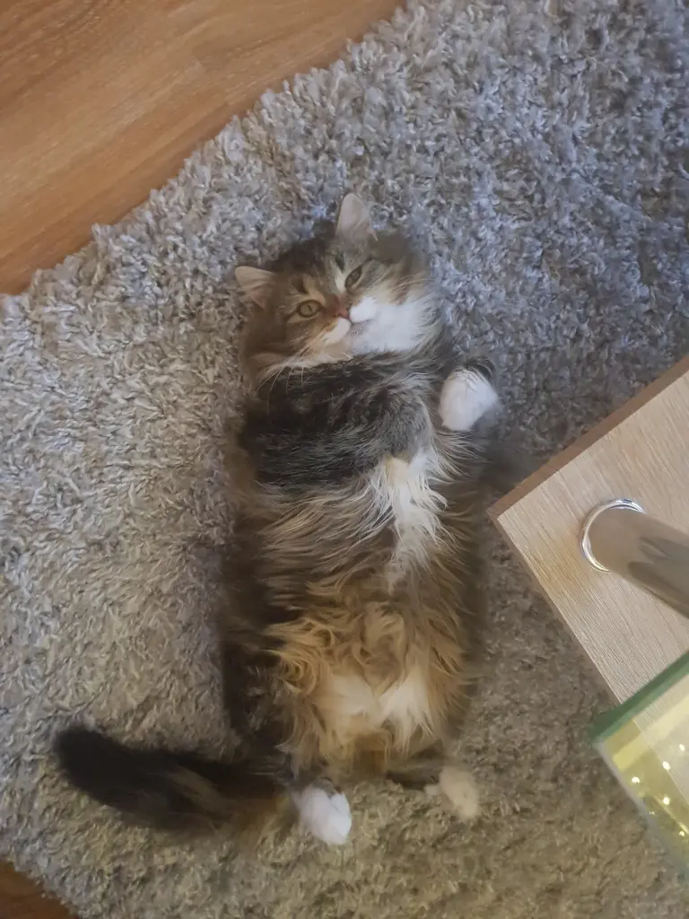 Bild von Molly