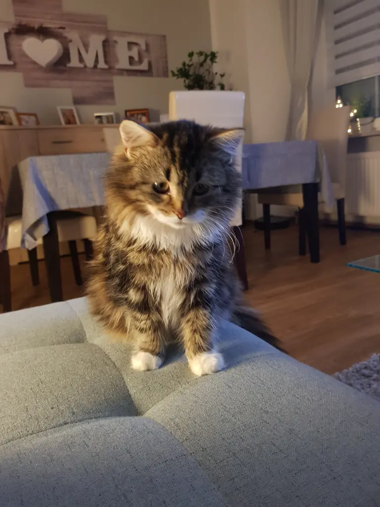 Bild von Molly