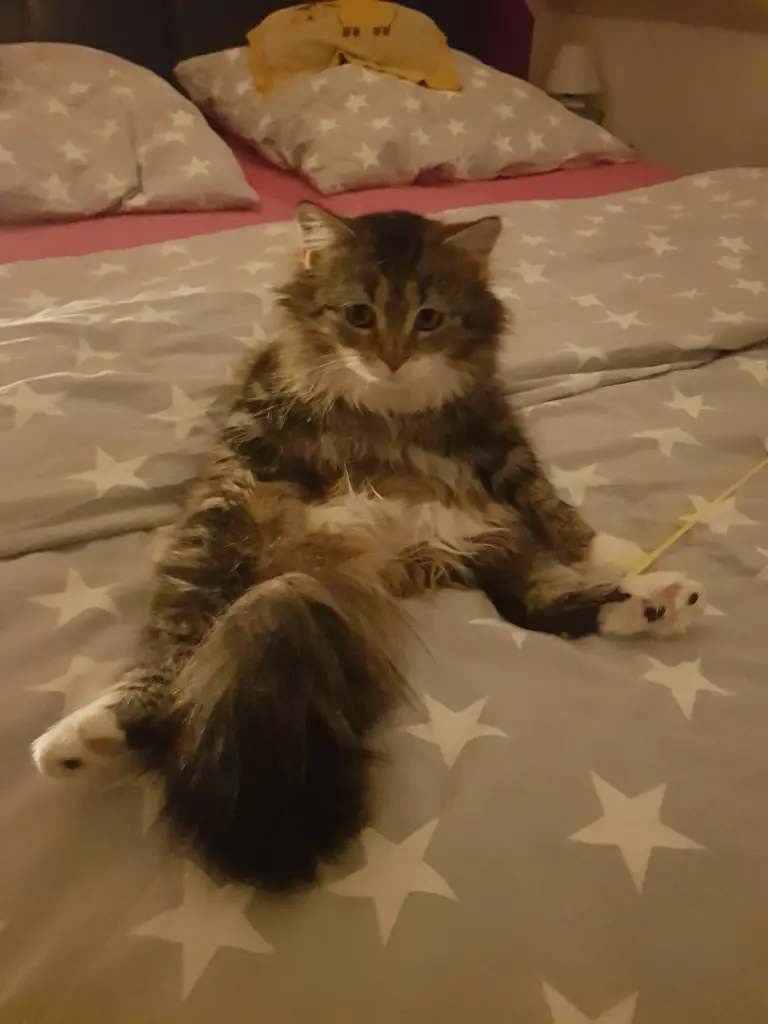 Bild von Molly