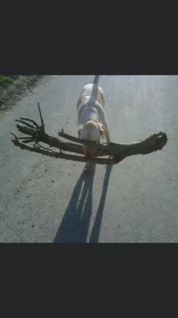 Image from Lasko