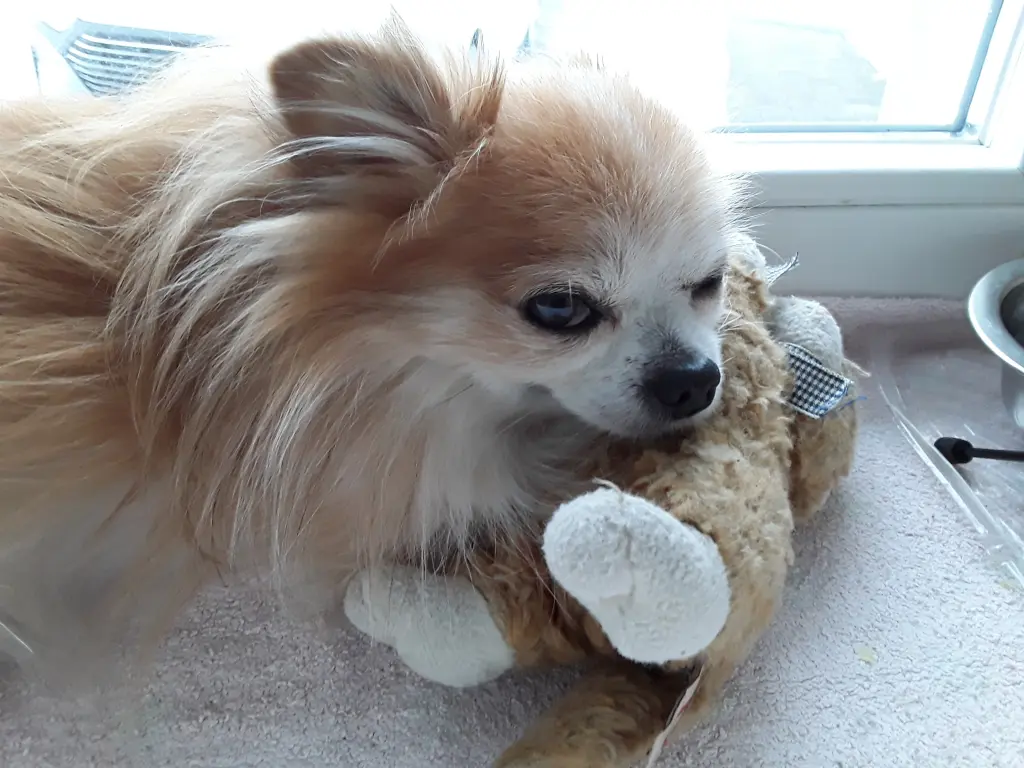 Image from Gismo