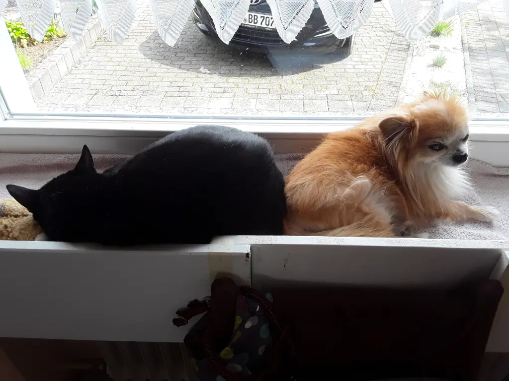 Image from Gismo